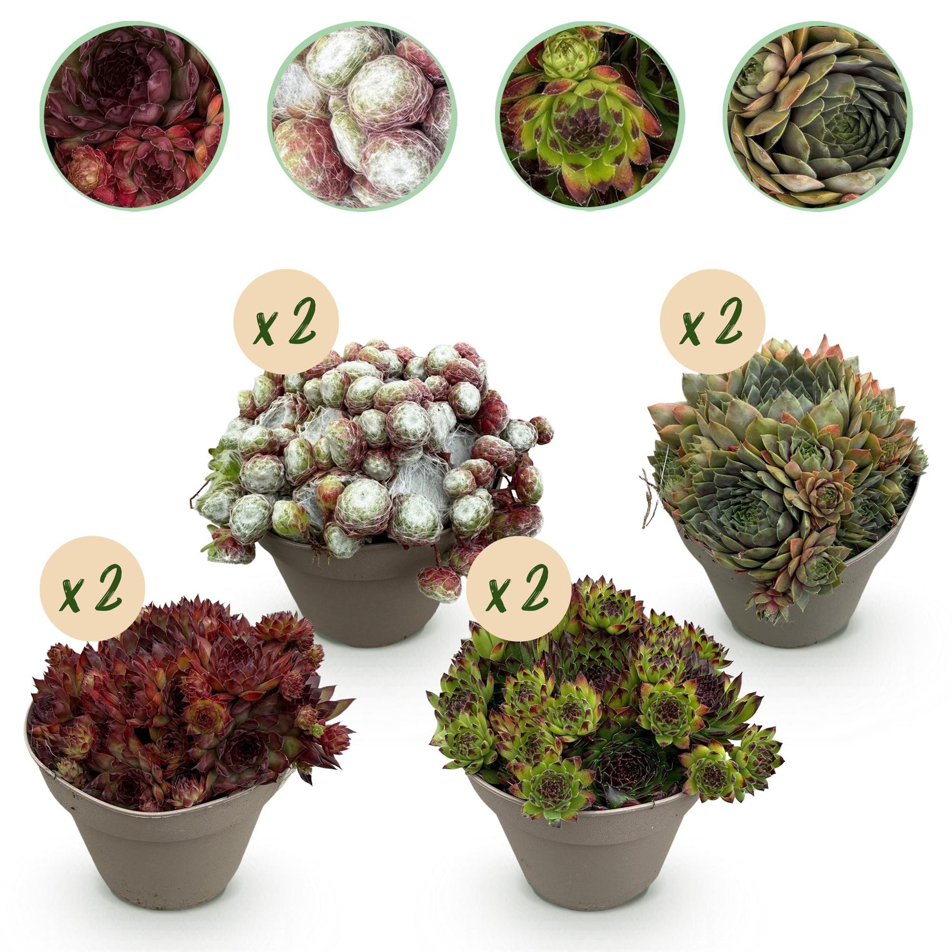 Sempervivum Big Sam - 8 Planten - Diversen kleuren - Winterhard - Forestbloom