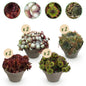 Sempervivum Big Sam - 8 Planten - Diversen kleuren - Winterhard - Forestbloom
