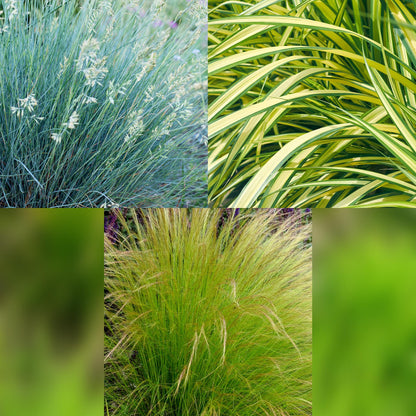 Siergras Mix - 3 Planten - Winterhard - Forestbloom