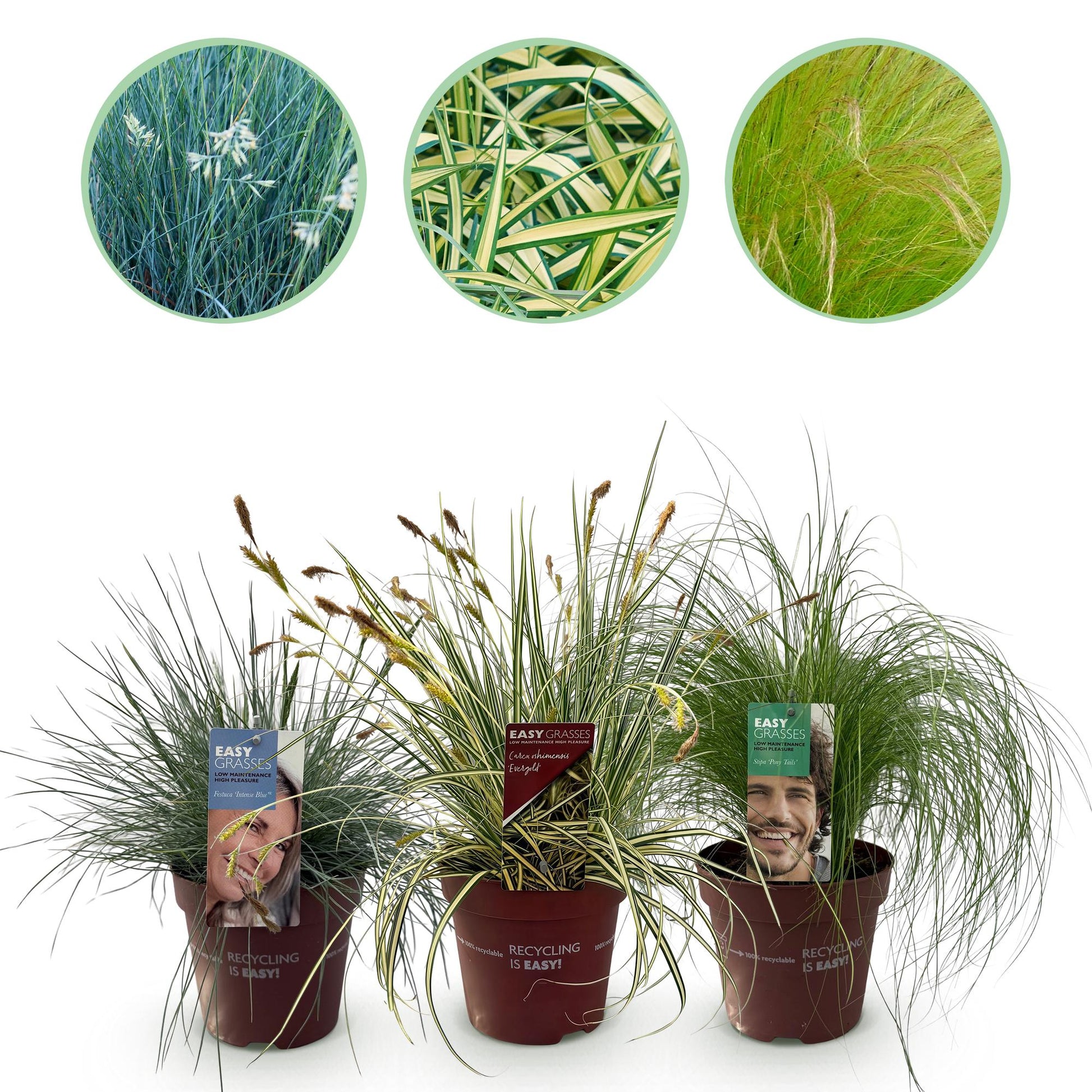 Siergras Mix - 3 Planten - Winterhard - Forestbloom