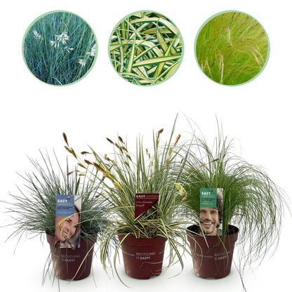 Siergras Mix - 3 Planten - Winterhard - Forestbloom