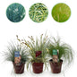Siergras Mix - 3 Planten - Winterhard - Forestbloom