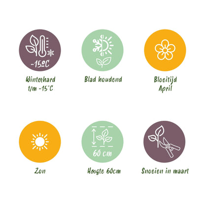Siergras Mix - 3 Planten - Winterhard - Forestbloom