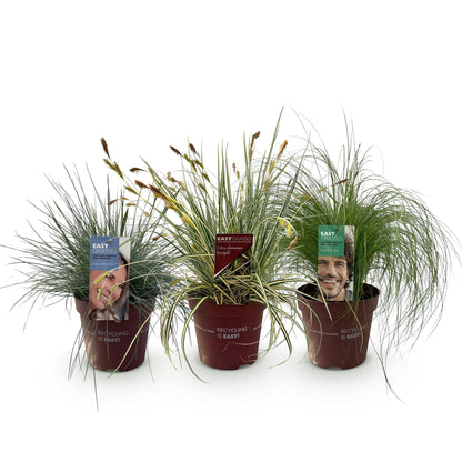 Siergras Mix - 3 Planten - Winterhard - Forestbloom