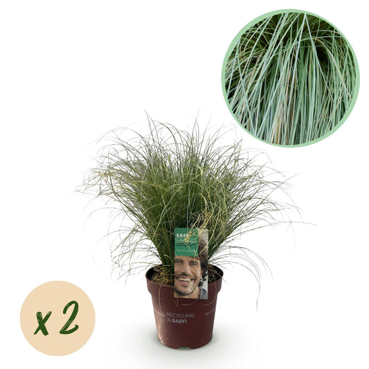 Siergrassen - Carex comans Frosted Curls - 2 Planten - Forestbloom