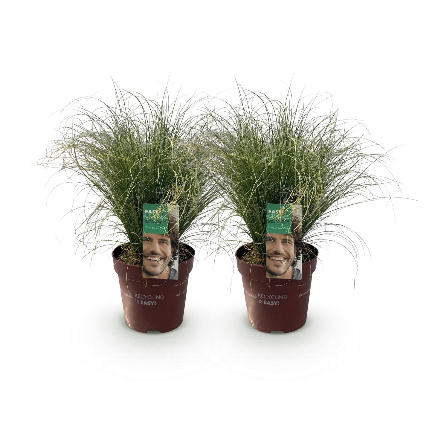 Siergrassen - Carex comans Frosted Curls - 2 Planten - Forestbloom