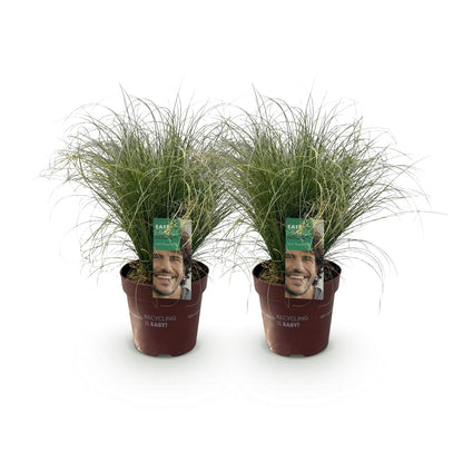 Siergrassen - Carex comans Frosted Curls - 2 Planten - Forestbloom