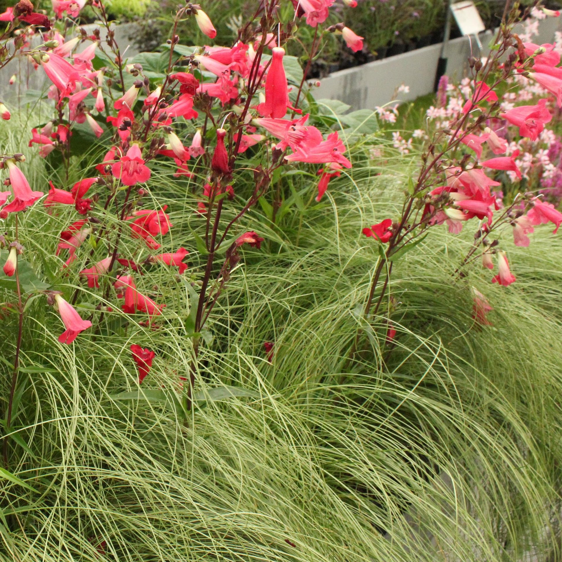 Siergrassen - Carex comans Frosted Curls - 2 Planten - Forestbloom