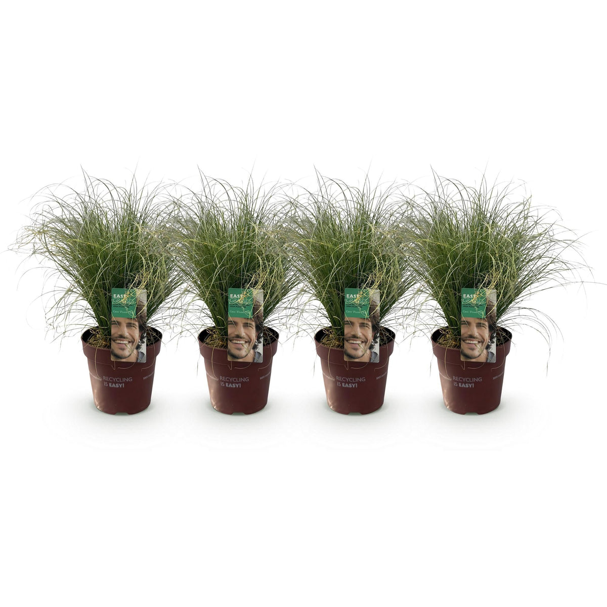 Siergrassen - Carex comans Frosted Curls - 4 Planten - Forestbloom