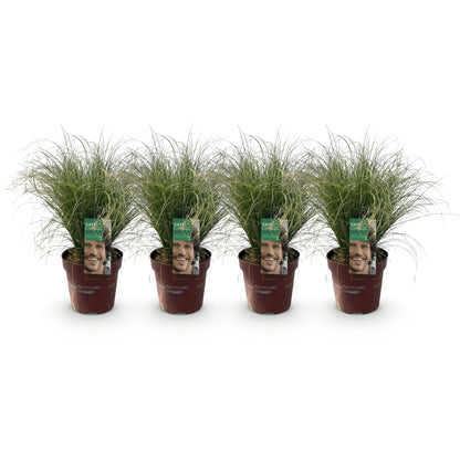 Siergrassen - Carex comans Frosted Curls - 4 Planten - Forestbloom