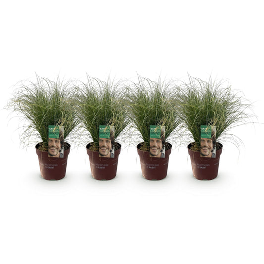 Siergrassen - Carex comans Frosted Curls - 4 Planten - Forestbloom