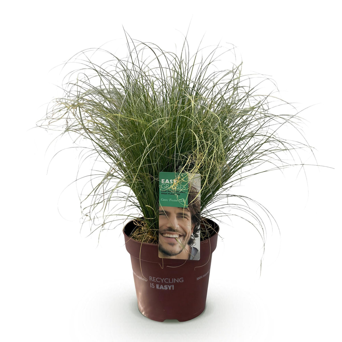 Siergrassen - Carex comans Frosted Curls - Winterhard - Forestbloom