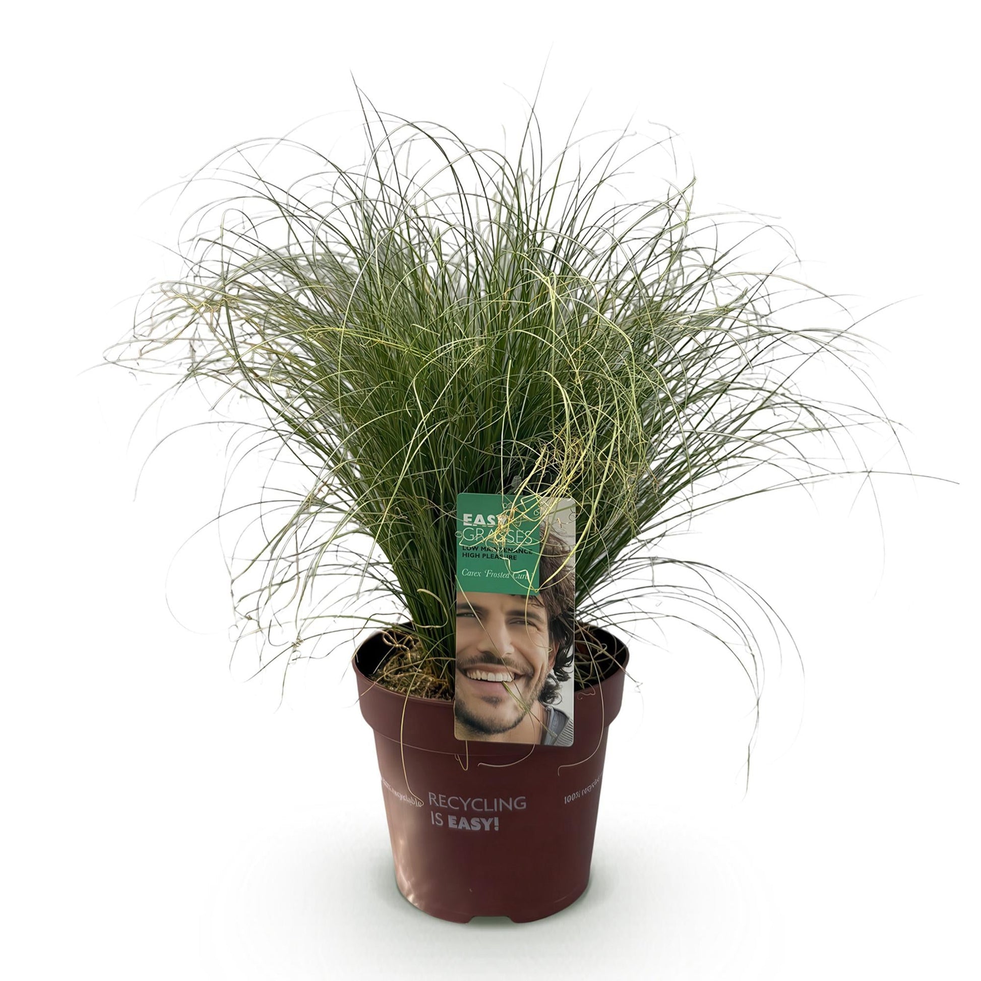 Siergrassen - Carex comans Frosted Curls - Winterhard - Forestbloom