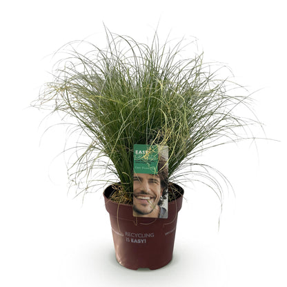 Siergrassen - Carex comans Frosted Curls - Winterhard - Forestbloom