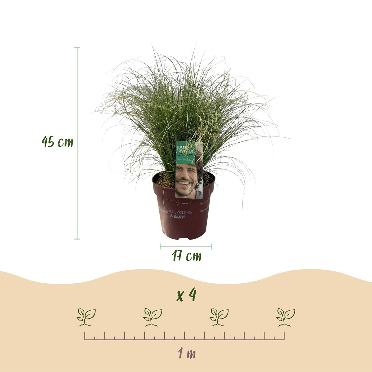 Siergrassen - Carex comans Frosted Curls - Winterhard - Forestbloom