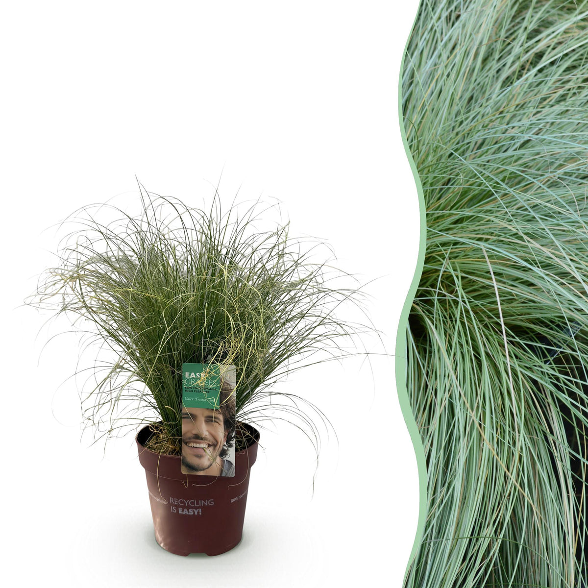 Siergrassen - Carex comans Frosted Curls - Winterhard - Forestbloom