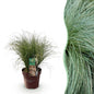 Siergrassen - Carex comans Frosted Curls - Winterhard - Forestbloom