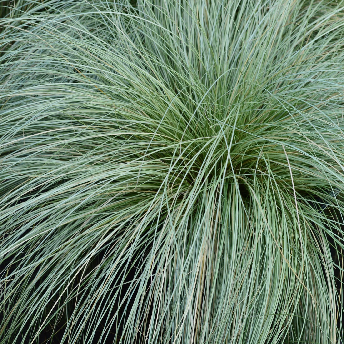 Siergrassen - Carex comans Frosted Curls - Winterhard - Forestbloom
