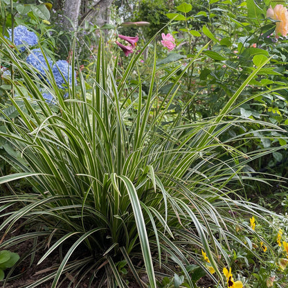 Siergrassen - Carex morrowii Ice Dance - 2 Planten - Forestbloom