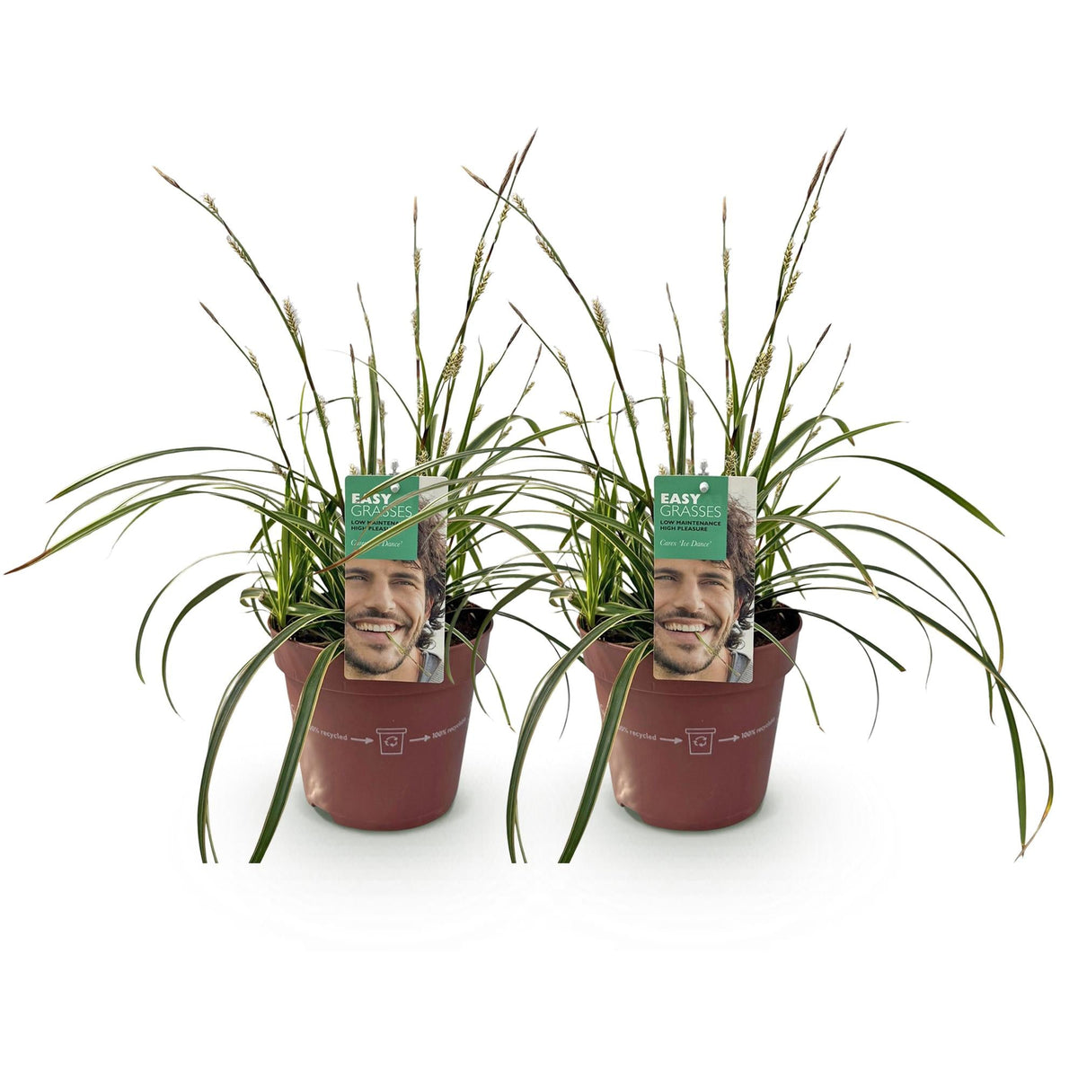 Siergrassen - Carex morrowii Ice Dance - 2 Planten - Forestbloom