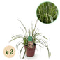 Siergrassen - Carex morrowii Ice Dance - 2 Planten - Forestbloom