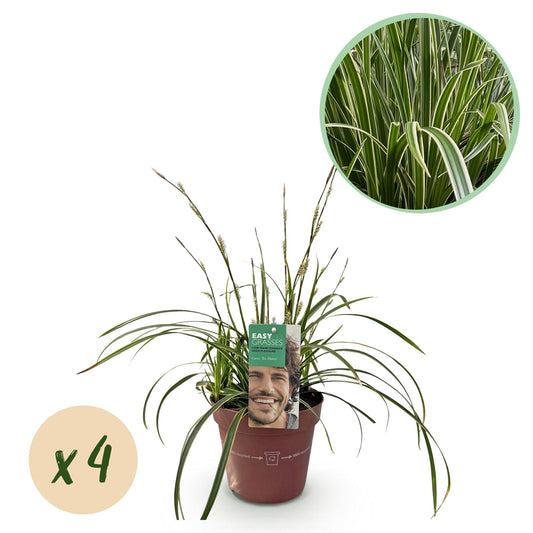 Siergrassen - Carex morrowii Ice Dance - 4 Planten - Forestbloom