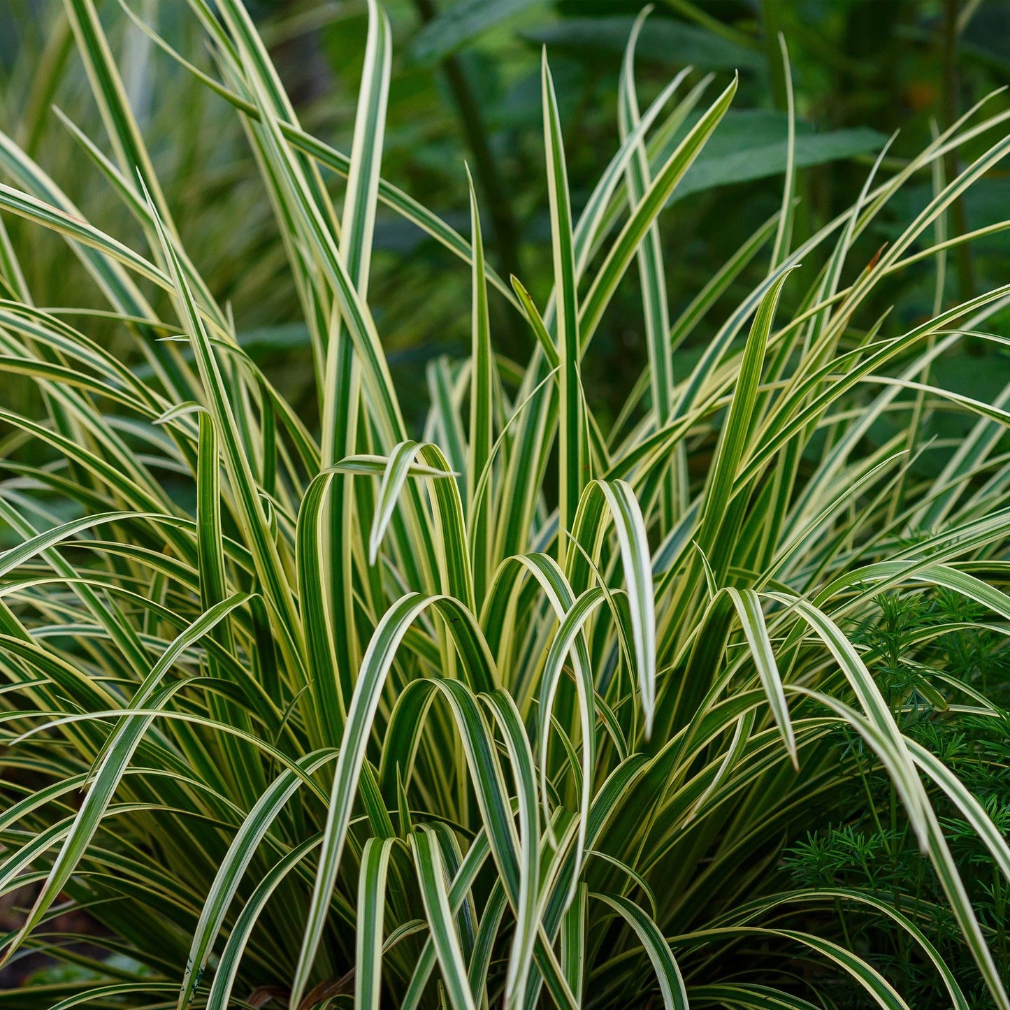Siergrassen - Carex morrowii Ice Dance - 4 Planten - Forestbloom