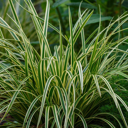Siergrassen - Carex morrowii Ice Dance - 4 Planten - Forestbloom