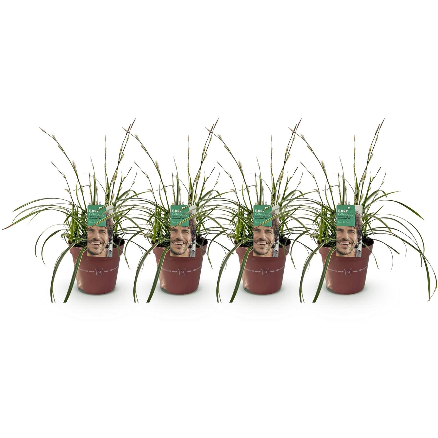 Siergrassen - Carex morrowii Ice Dance - 4 Planten - Forestbloom