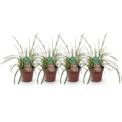 Siergrassen - Carex morrowii Ice Dance - 4 Planten - Forestbloom