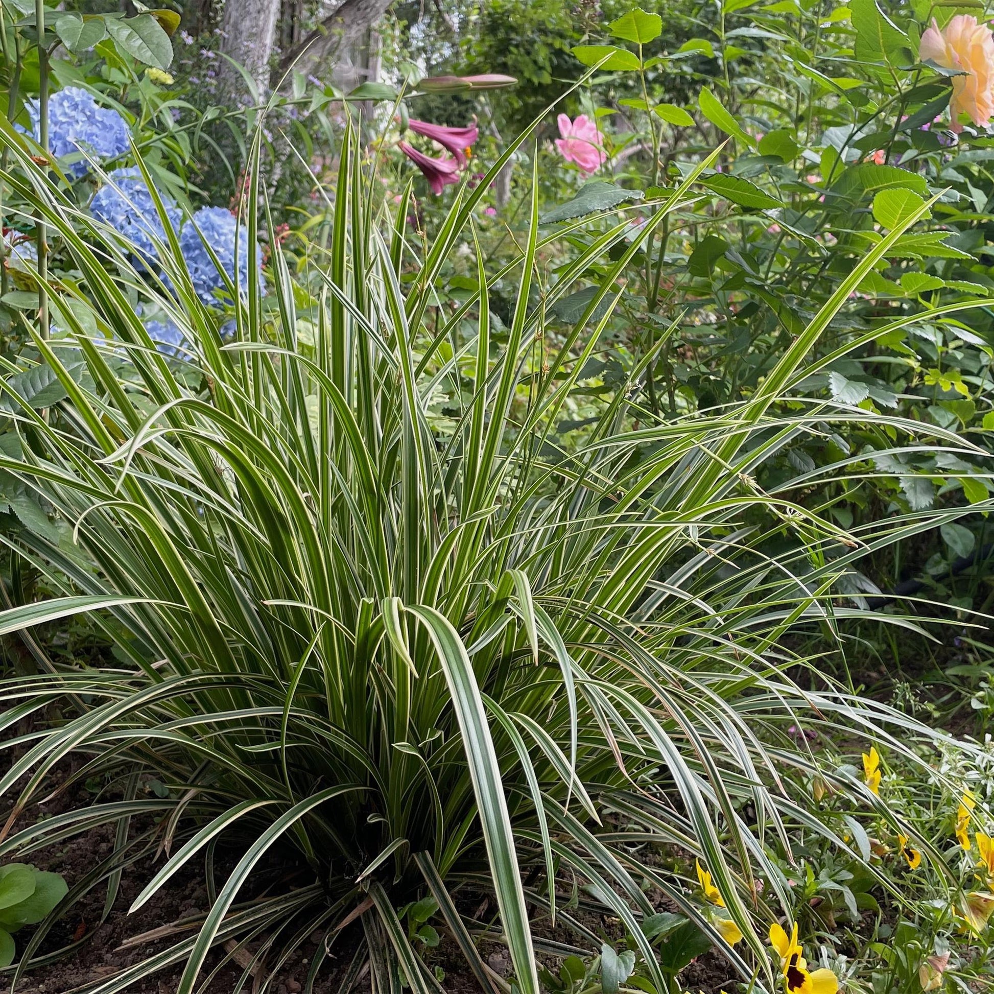Siergrassen - Carex morrowii Ice Dance - Winterhard - Forestbloom