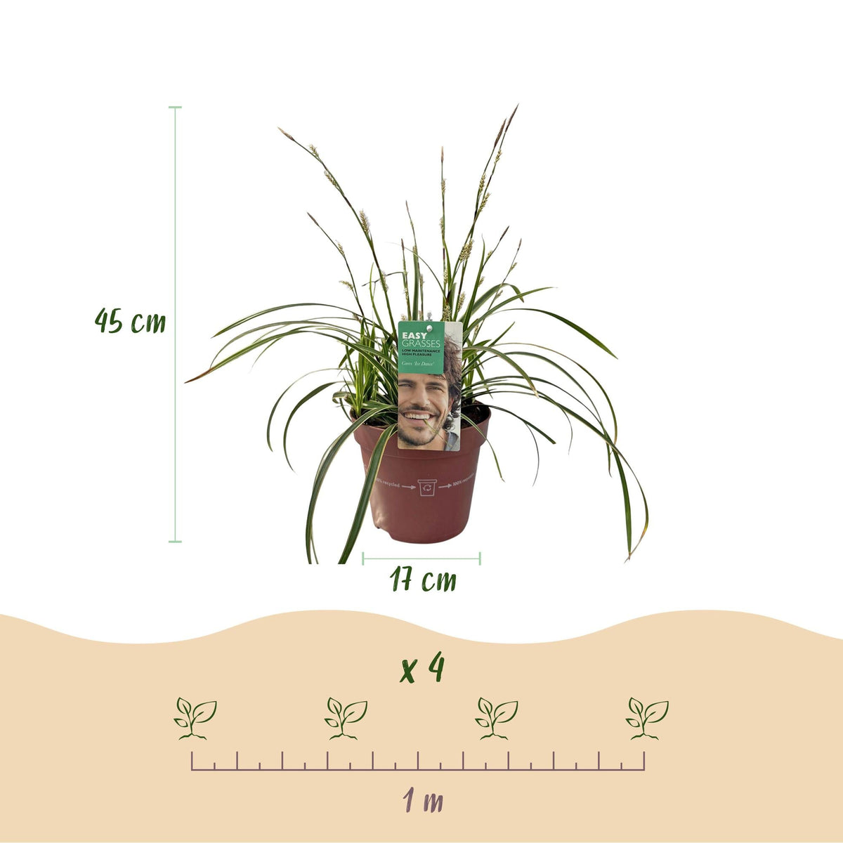 Siergrassen - Carex morrowii Ice Dance - Winterhard - Forestbloom