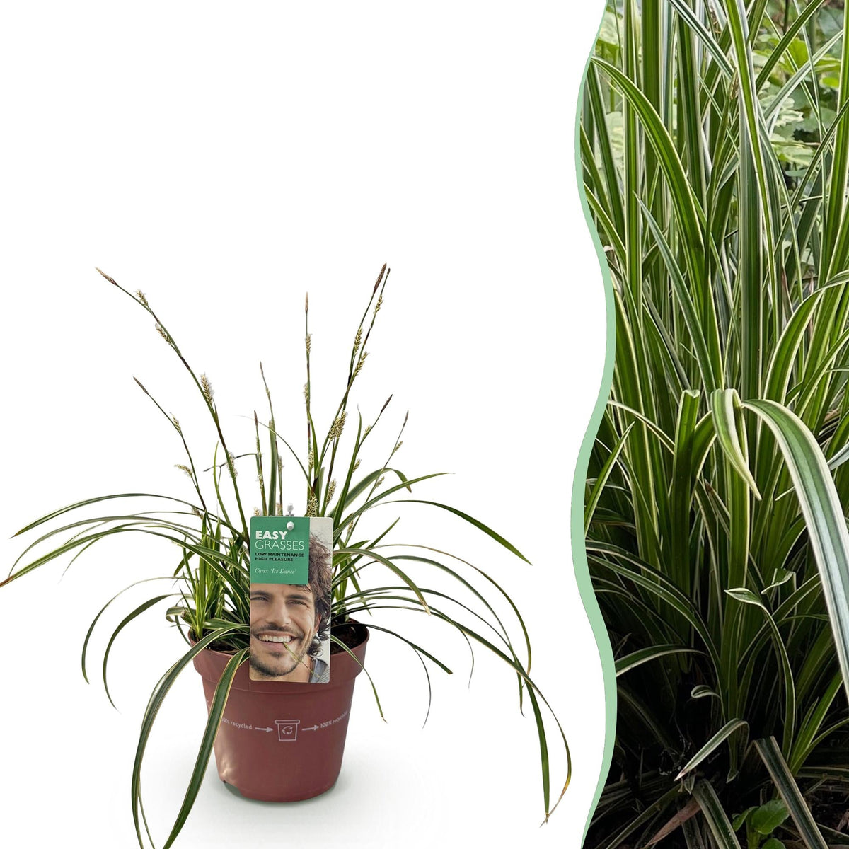 Siergrassen - Carex morrowii Ice Dance - Winterhard - Forestbloom