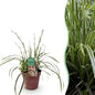 Siergrassen - Carex morrowii Ice Dance - Winterhard - Forestbloom