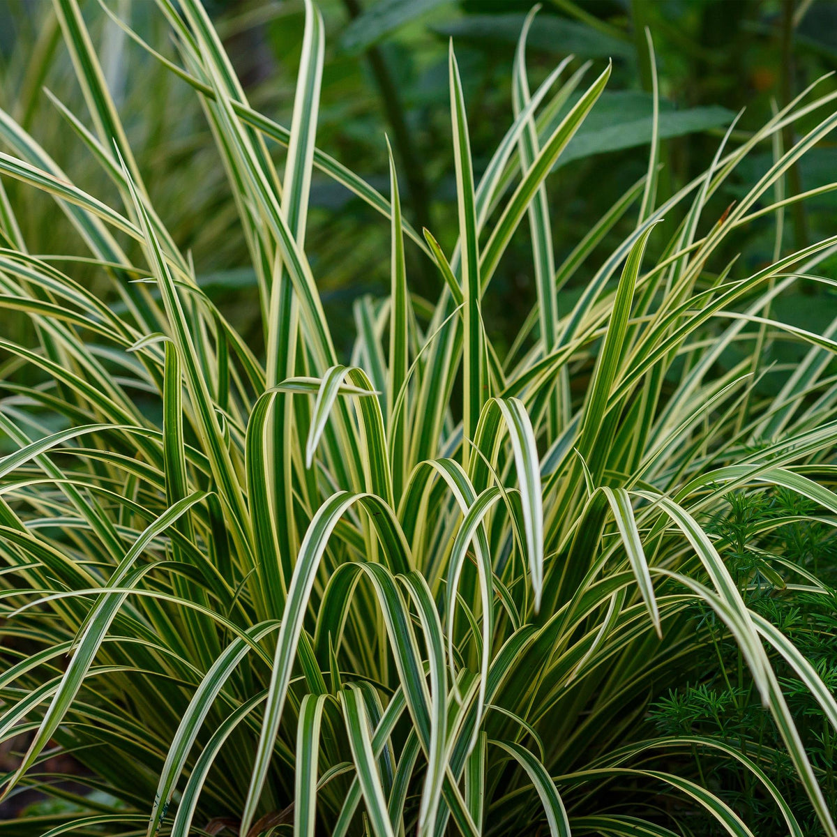 Siergrassen - Carex morrowii Ice Dance - Winterhard - Forestbloom