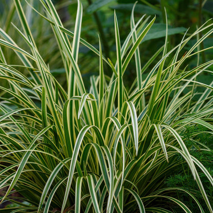 Siergrassen - Carex morrowii Ice Dance - Winterhard - Forestbloom