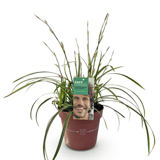 Siergrassen - Carex morrowii Ice Dance - Winterhard - Forestbloom