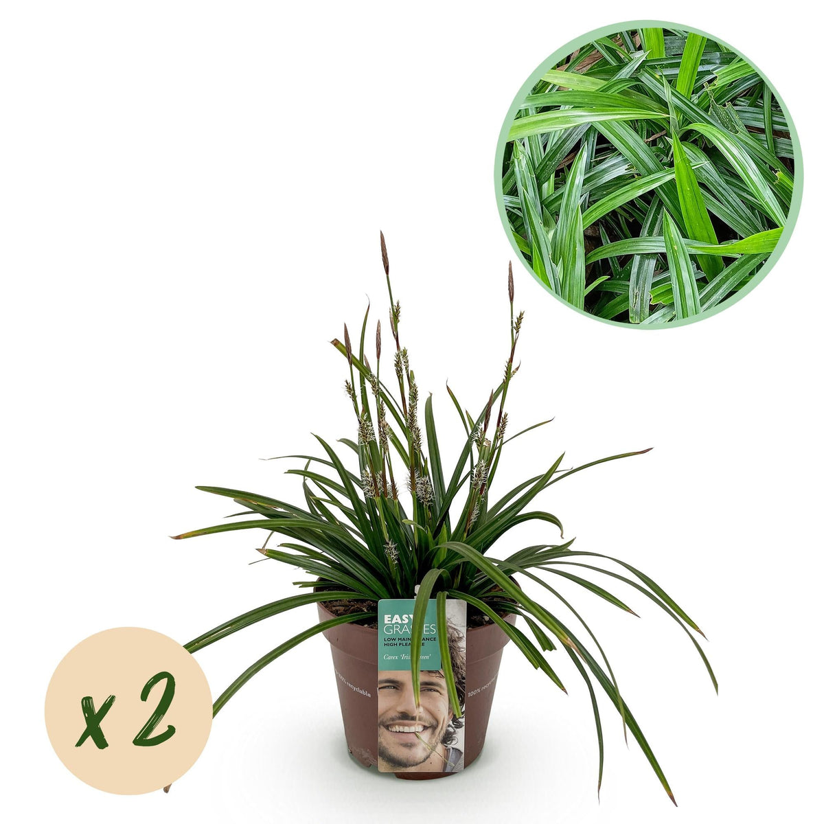 Siergrassen - Carex morrowii Irish Green - 2 Planten - Forestbloom