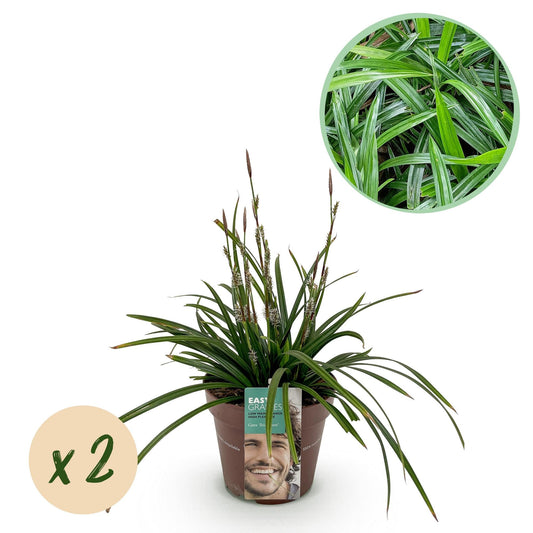 Siergrassen - Carex morrowii Irish Green - 2 Planten - Forestbloom