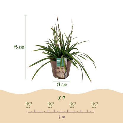 Siergrassen - Carex morrowii Irish Green - 2 Planten - Forestbloom