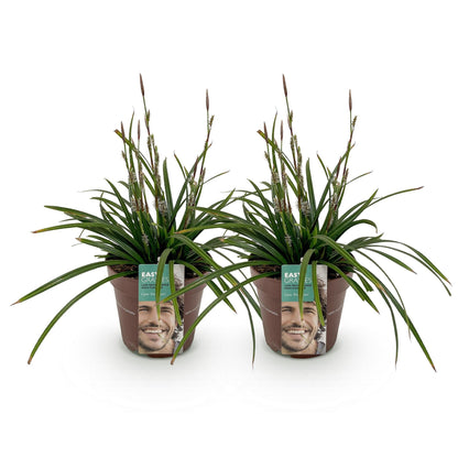 Siergrassen - Carex morrowii Irish Green - 2 Planten - Forestbloom