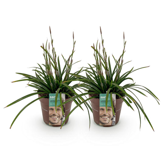 Siergrassen - Carex morrowii Irish Green - 2 Planten - Forestbloom