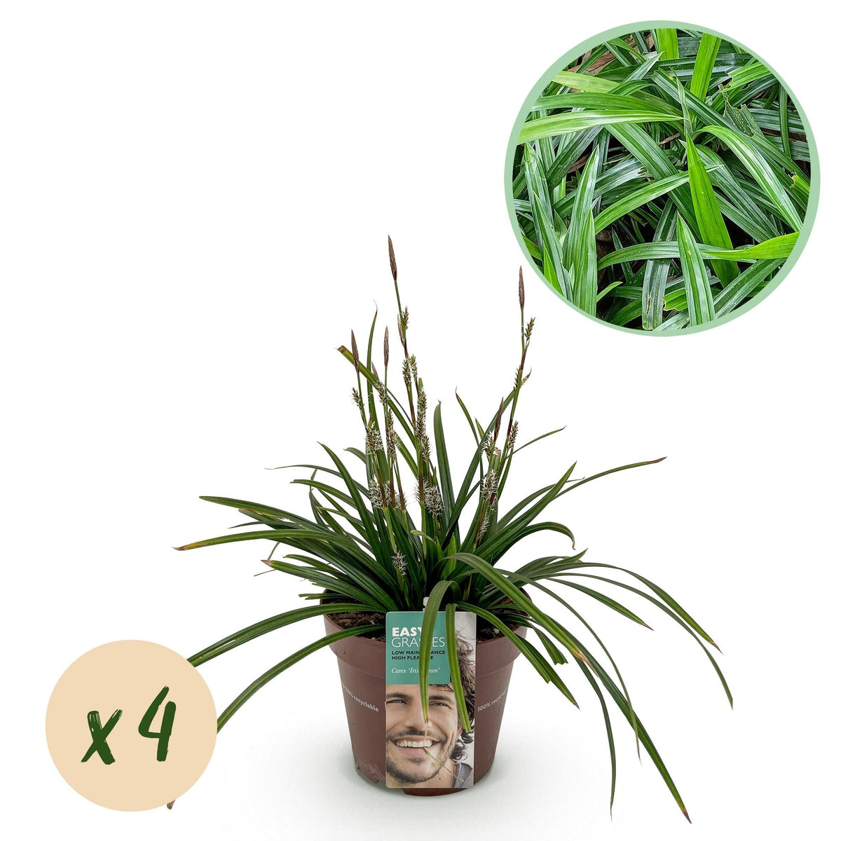 Siergrassen - Carex morrowii Irish Green - 4 Planten - Forestbloom