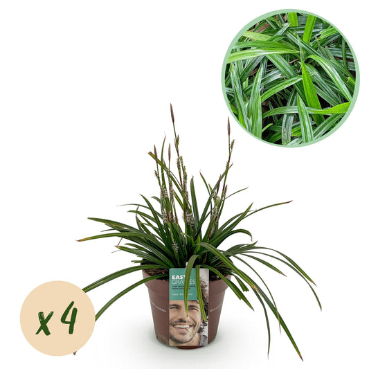 Siergrassen - Carex morrowii Irish Green - 4 Planten - Forestbloom