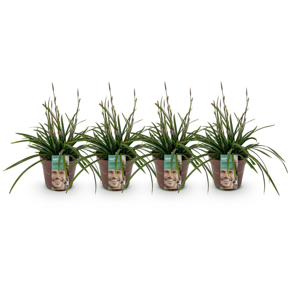 Siergrassen - Carex morrowii Irish Green - 4 Planten - Forestbloom