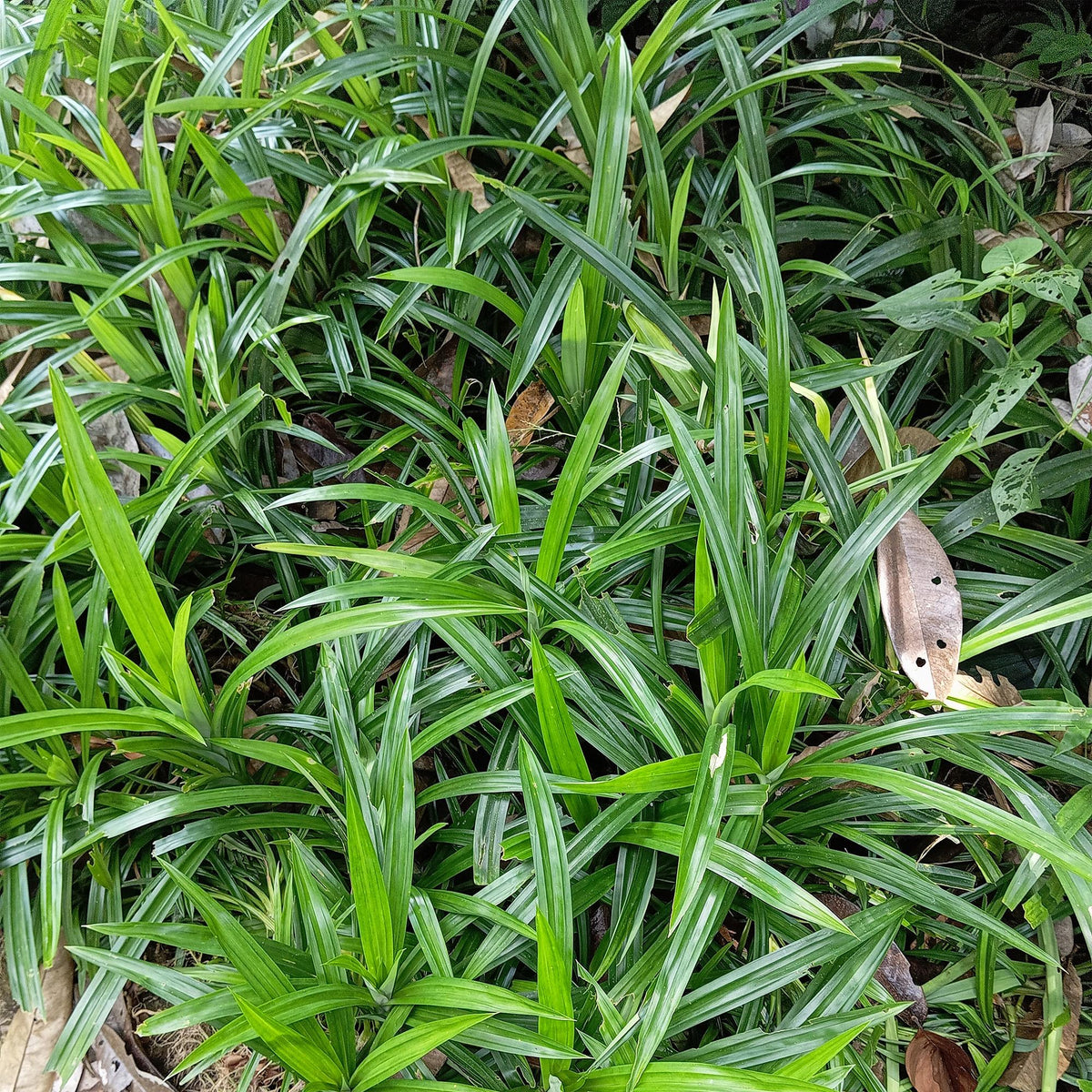 Siergrassen - Carex morrowii Irish Green - Winterhard - Forestbloom