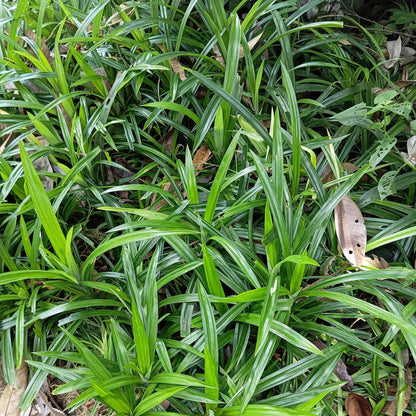 Siergrassen - Carex morrowii Irish Green - Winterhard - Forestbloom