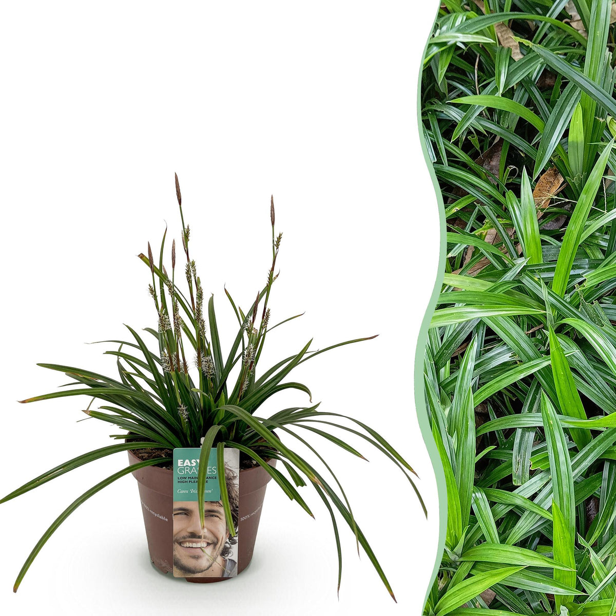Siergrassen - Carex morrowii Irish Green - Winterhard - Forestbloom