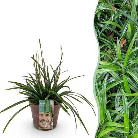 Siergrassen - Carex morrowii Irish Green - Winterhard - Forestbloom