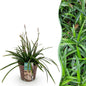 Siergrassen - Carex morrowii Irish Green - Winterhard - Forestbloom